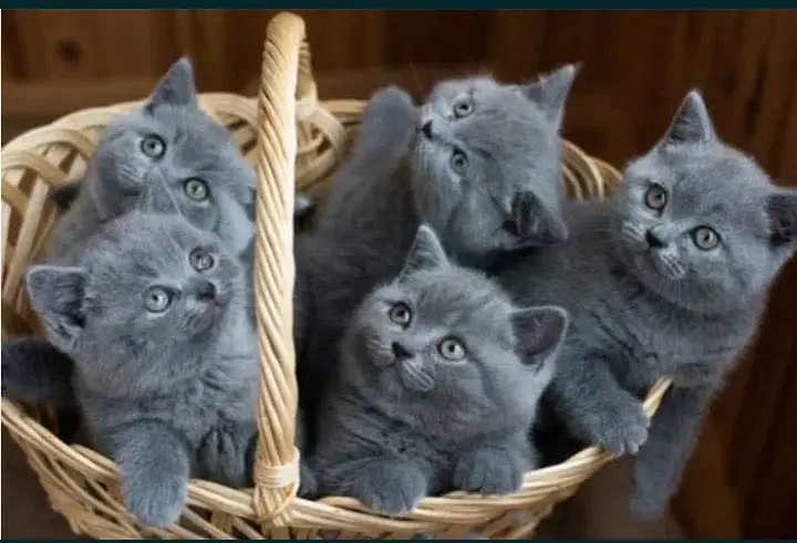 British shorthair — photo 4