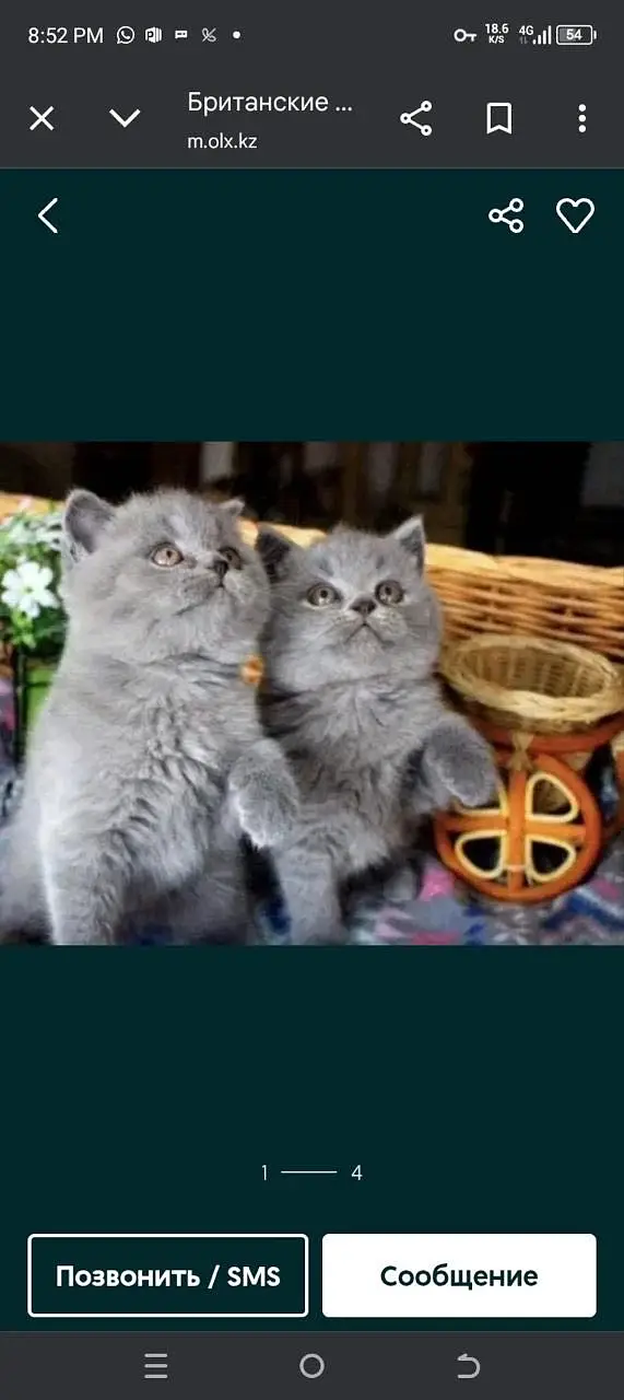 British shorthair — photo 5