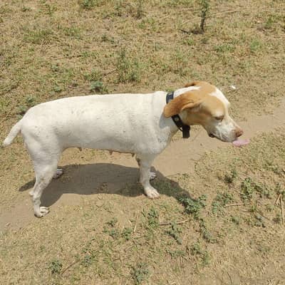 pointer female