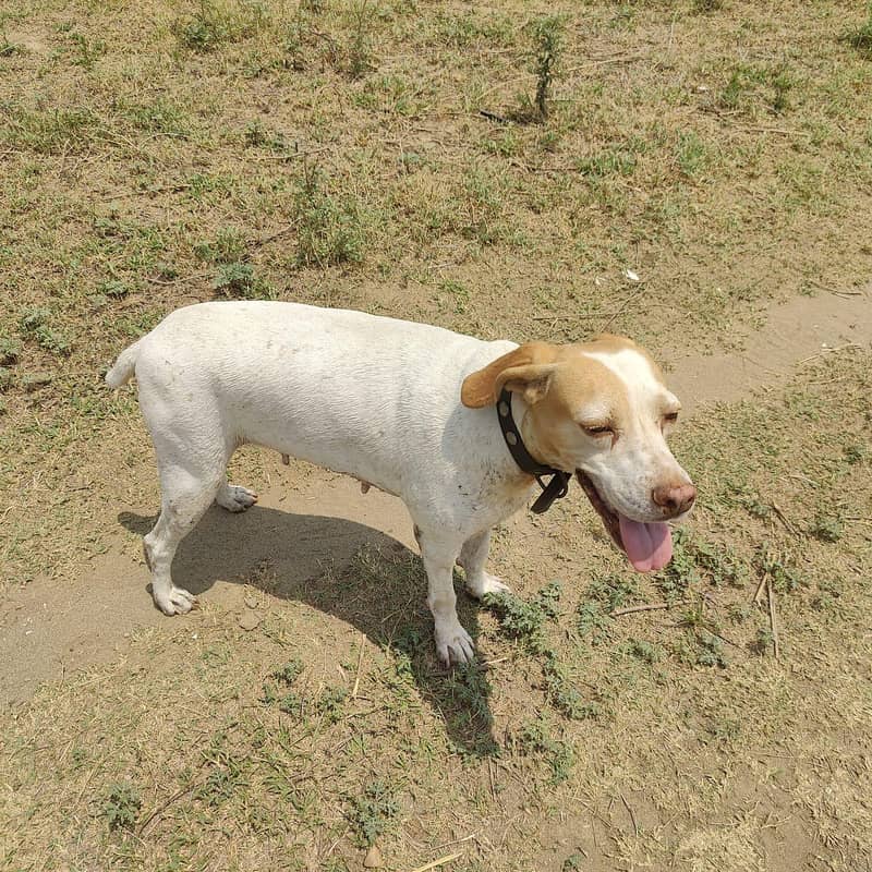 pointer female 1