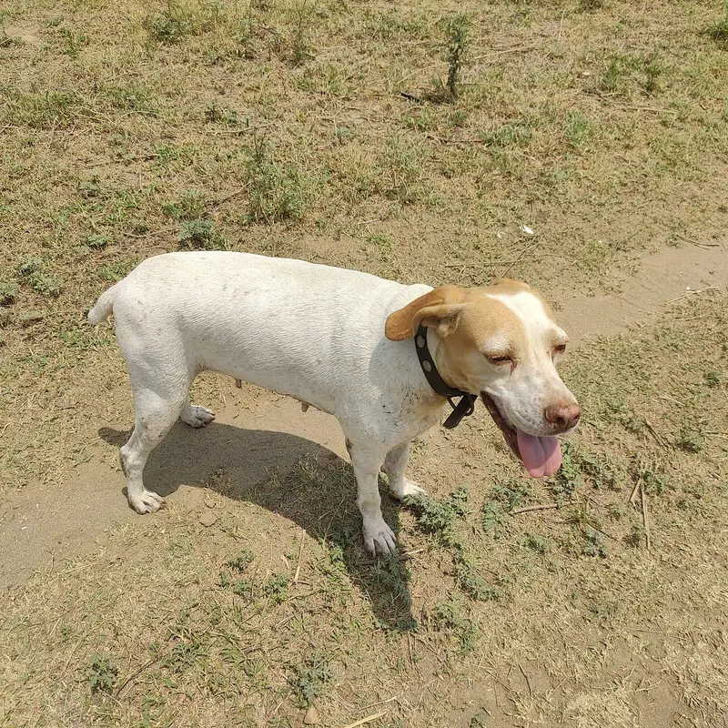 pointer female — photo 2