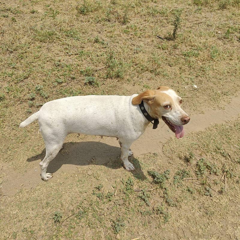 pointer female 2