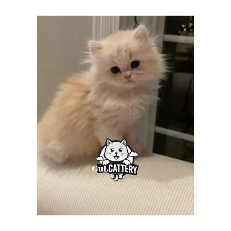 Persian British punch face piki face kitten cat available — photo 2