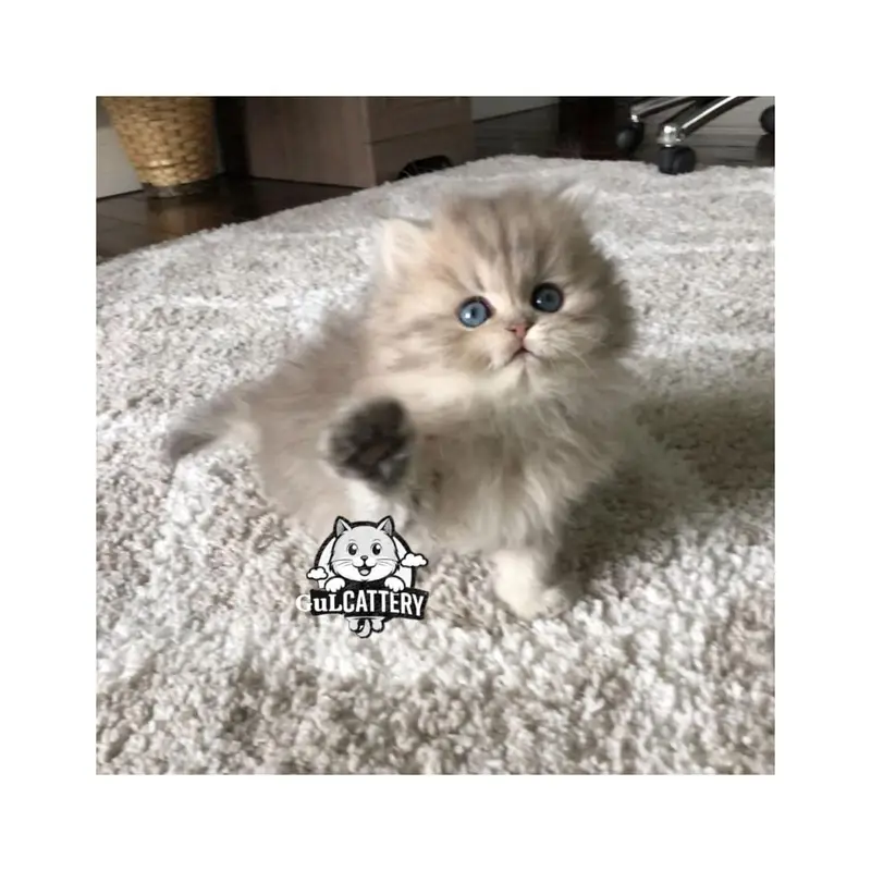 Persian British punch face piki face kitten cat available — photo 10