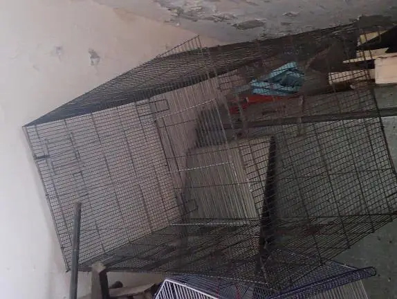 Cages with good length and width. — photo 3