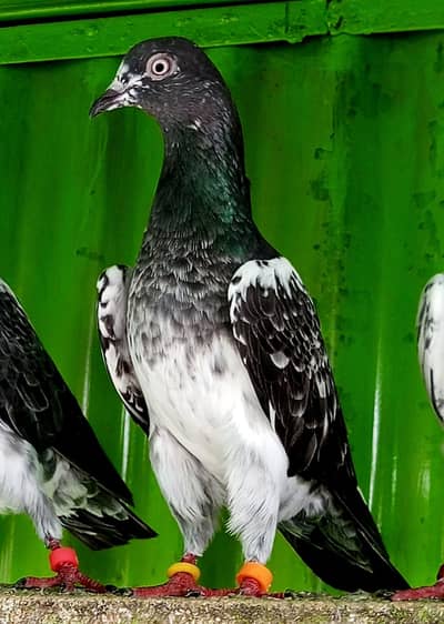 KASURI BREED PIGEONS 03126586107