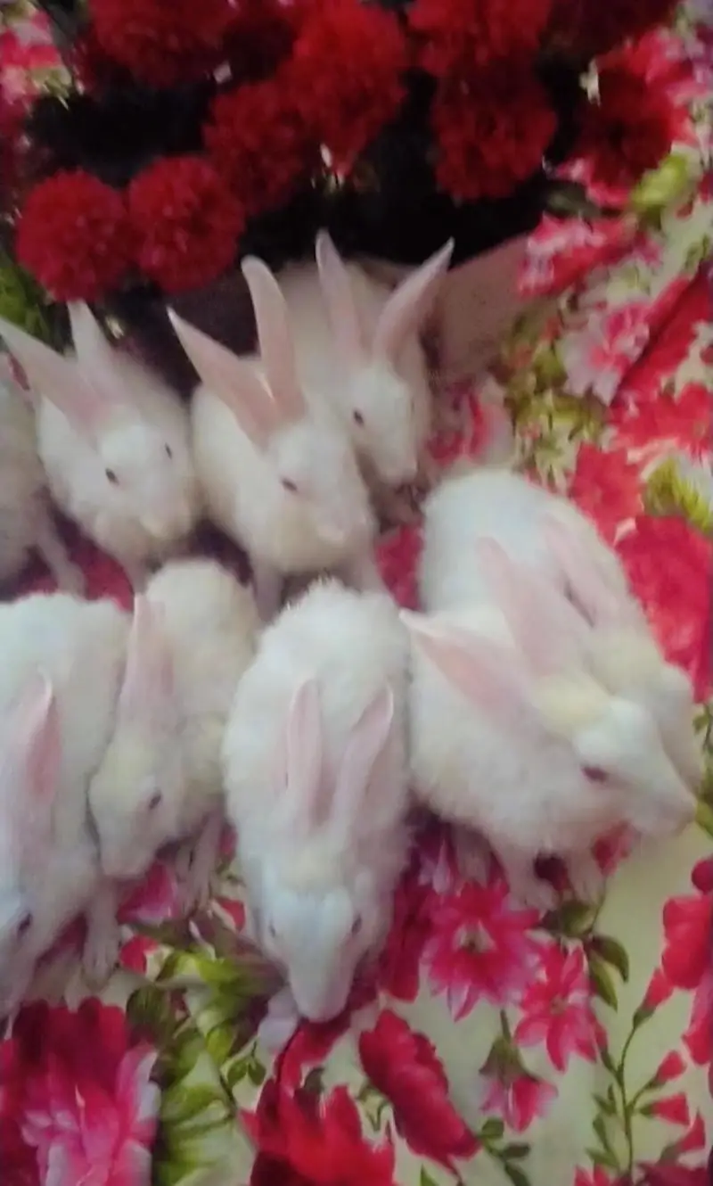 36 Rabbits For Sale + Exchange Urgent Sale | Rabbit Farming End — photo 2