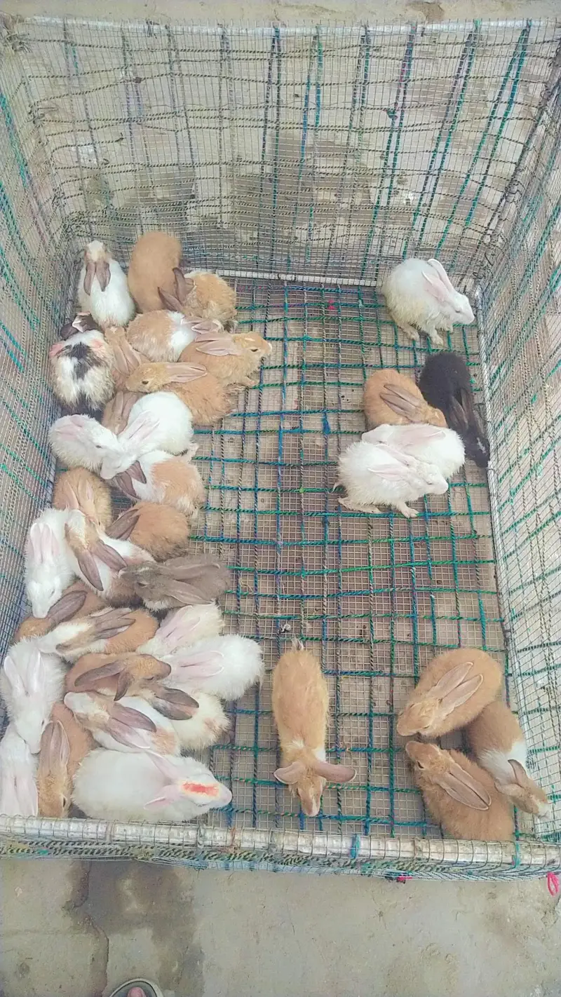 36 Rabbits For Sale + Exchange Urgent Sale | Rabbit Farming End — photo 4
