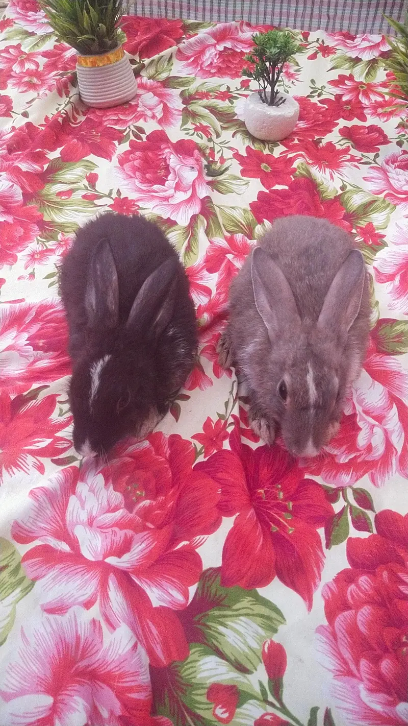 36 Rabbits For Sale + Exchange Urgent Sale | Rabbit Farming End — photo 5