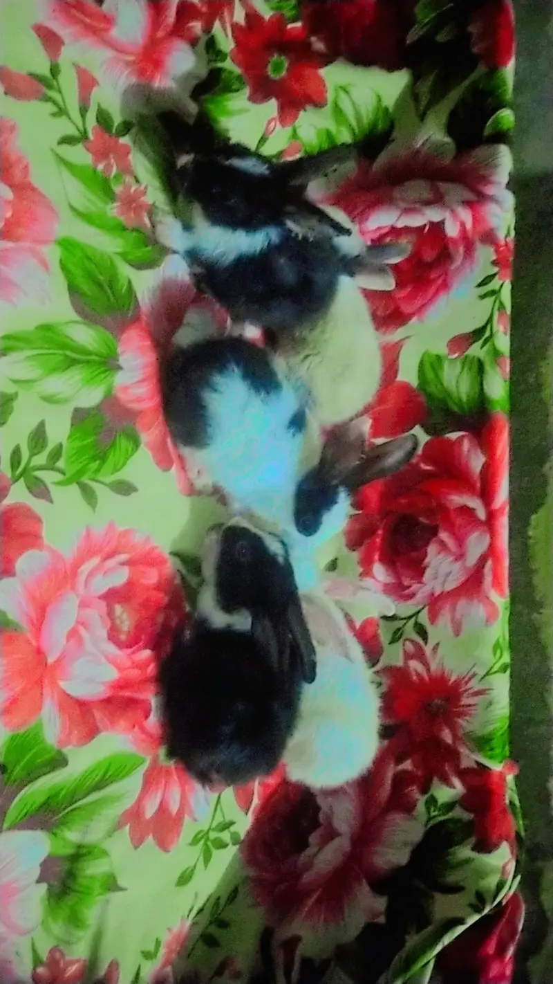 36 Rabbits For Sale + Exchange Urgent Sale | Rabbit Farming End — photo 6
