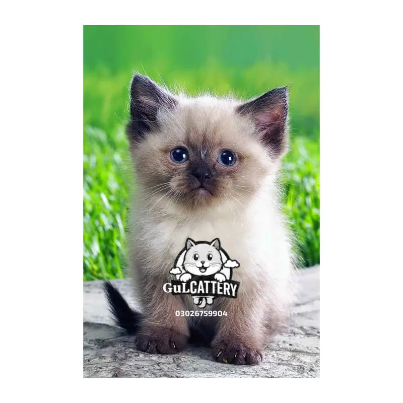 Persian British punch face piki face kitten cat available — photo 5