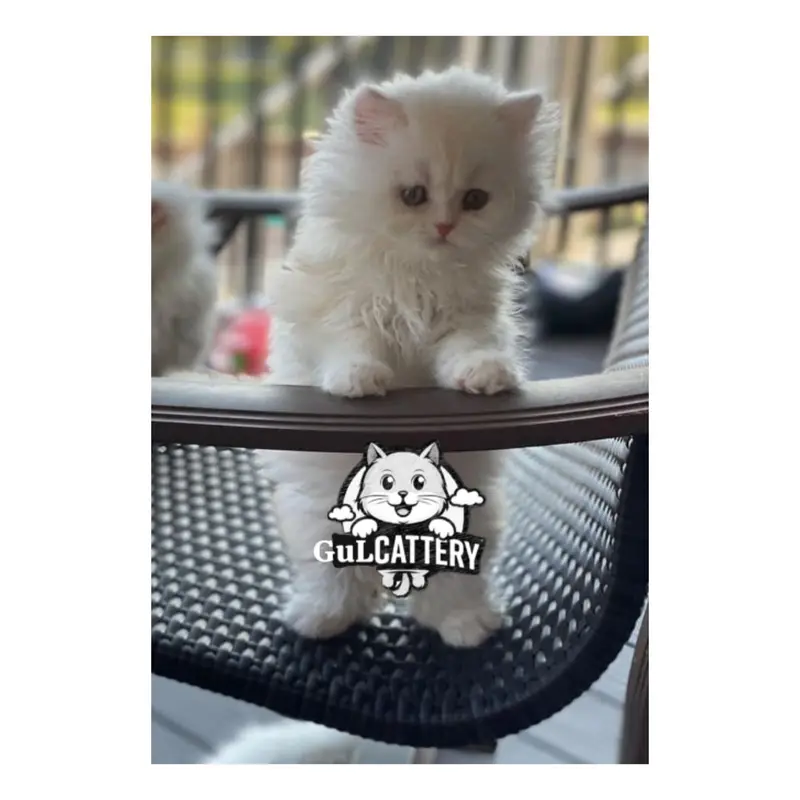 Persian British punch face piki face kitten cat available — photo 11