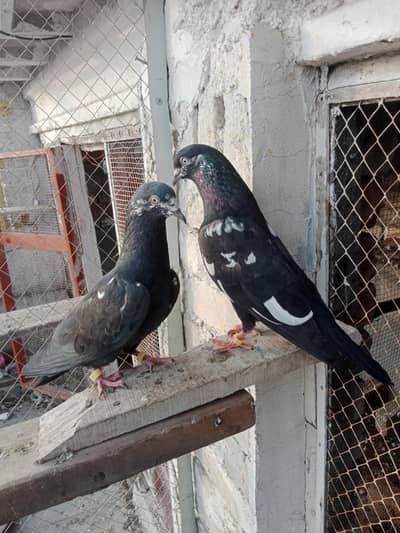 Indian Zakh pair for sell Healthy and Active High Quality