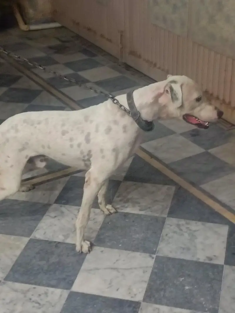 lapa gultair 1.5 years