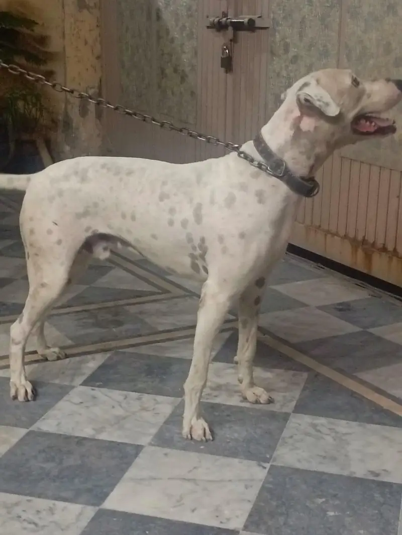 lapa gultair 1.5 years — photo 3