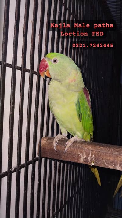 Raw kajla Male /No hand tamed/