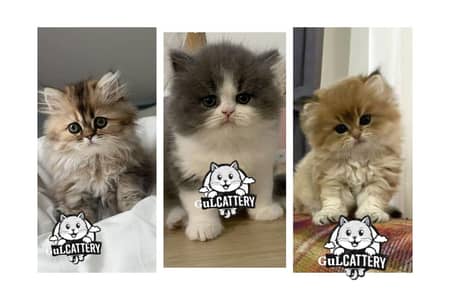 Persian British punch face piki face kitten cat available