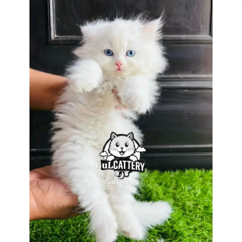 Persian British punch face piki face kitten cat available — photo 4