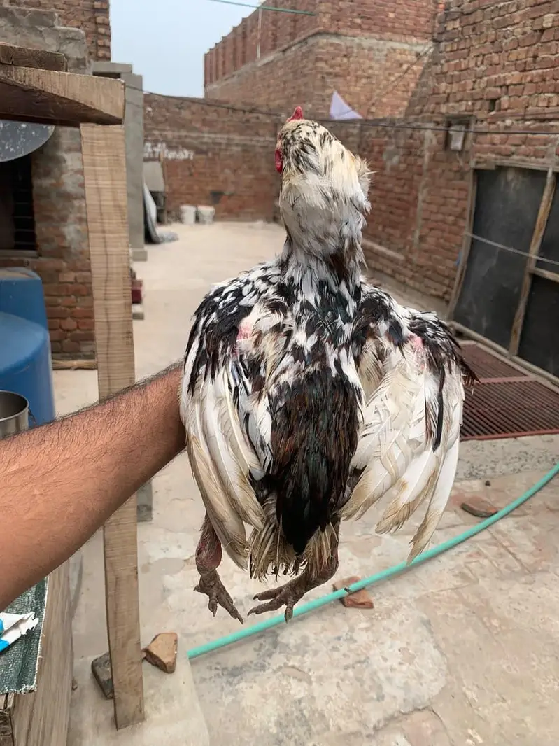Mianwali Jawa Aseel — photo 2