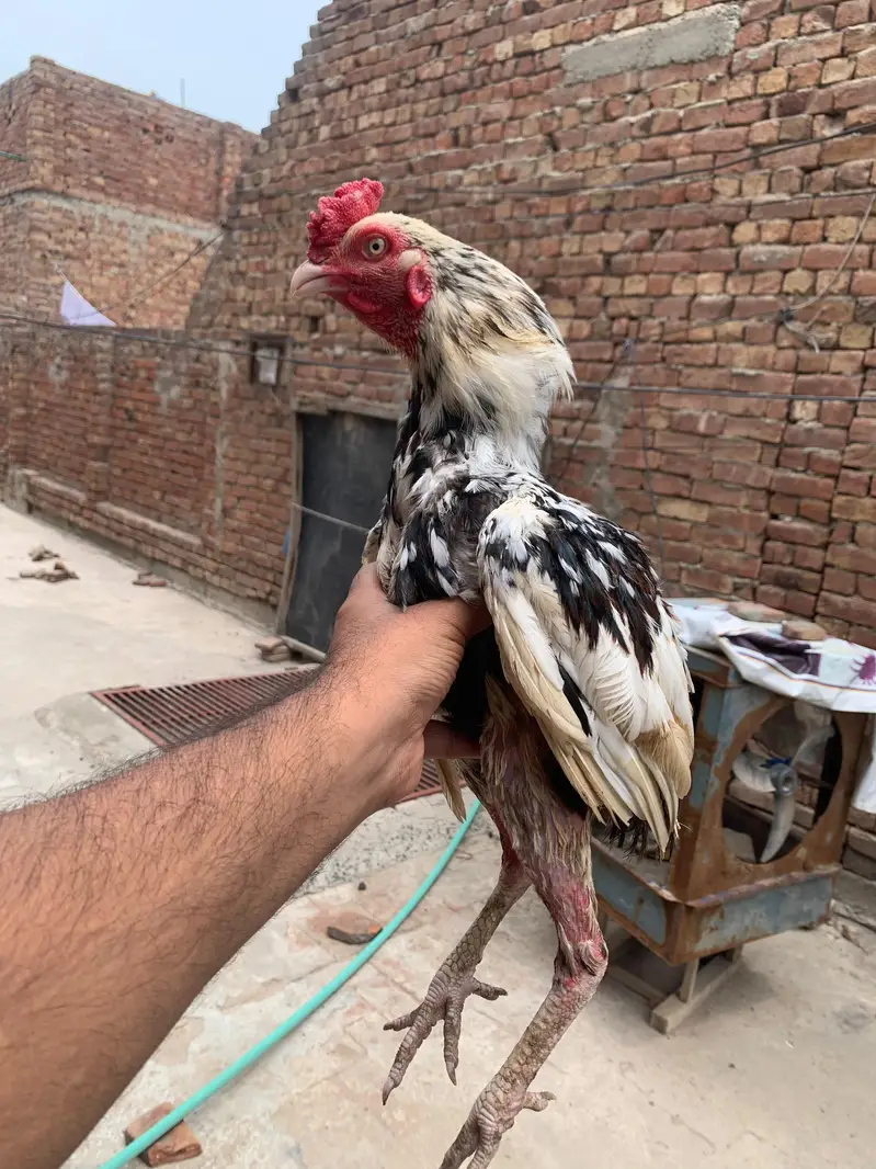 Mianwali Jawa Aseel — photo 3