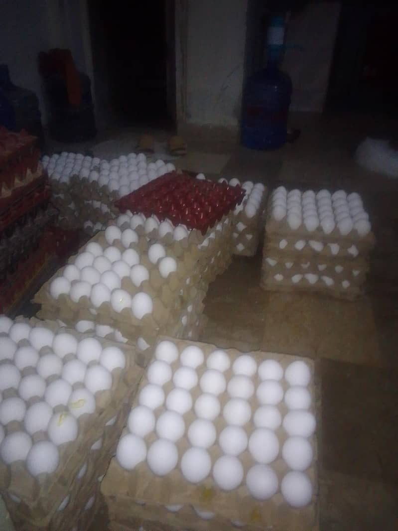 faizee fresh eggs 0