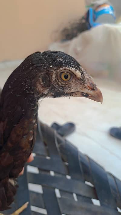 pure desi aseel hen for sale