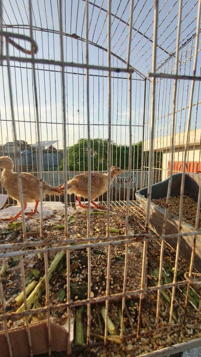 Masqati chakor, irani dakhni chicks , white irani chicks