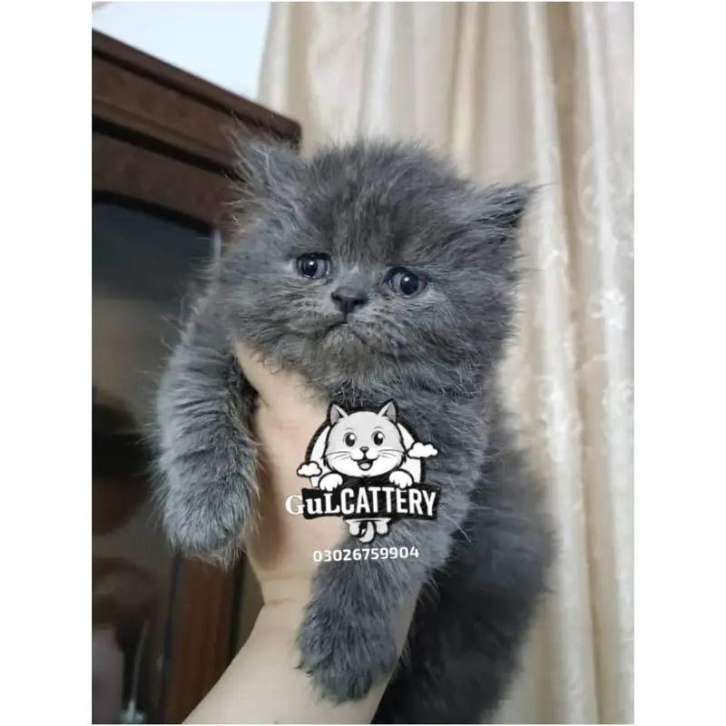Persian British punch face piki face kitten cat available — photo 2
