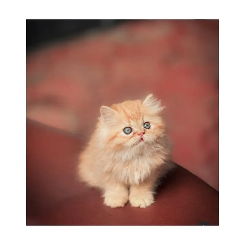 Persian British punch face piki face kitten cat available — photo 5