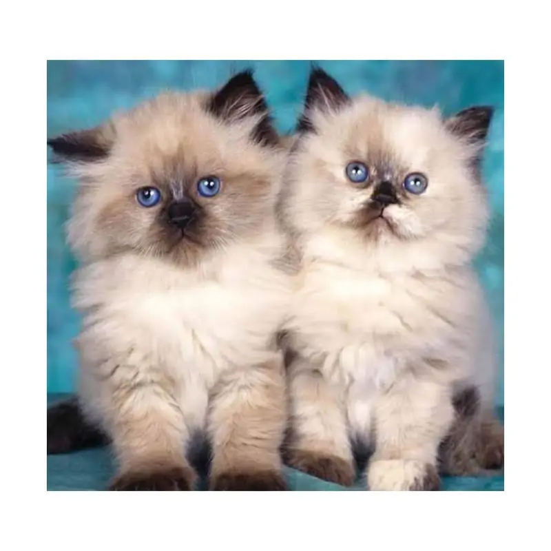 Persian British punch face piki face kitten cat available — photo 6