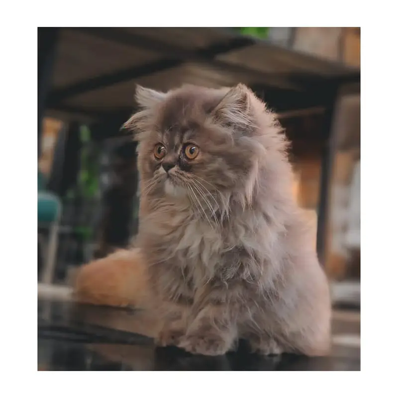 Persian British punch face piki face kitten cat available — photo 7