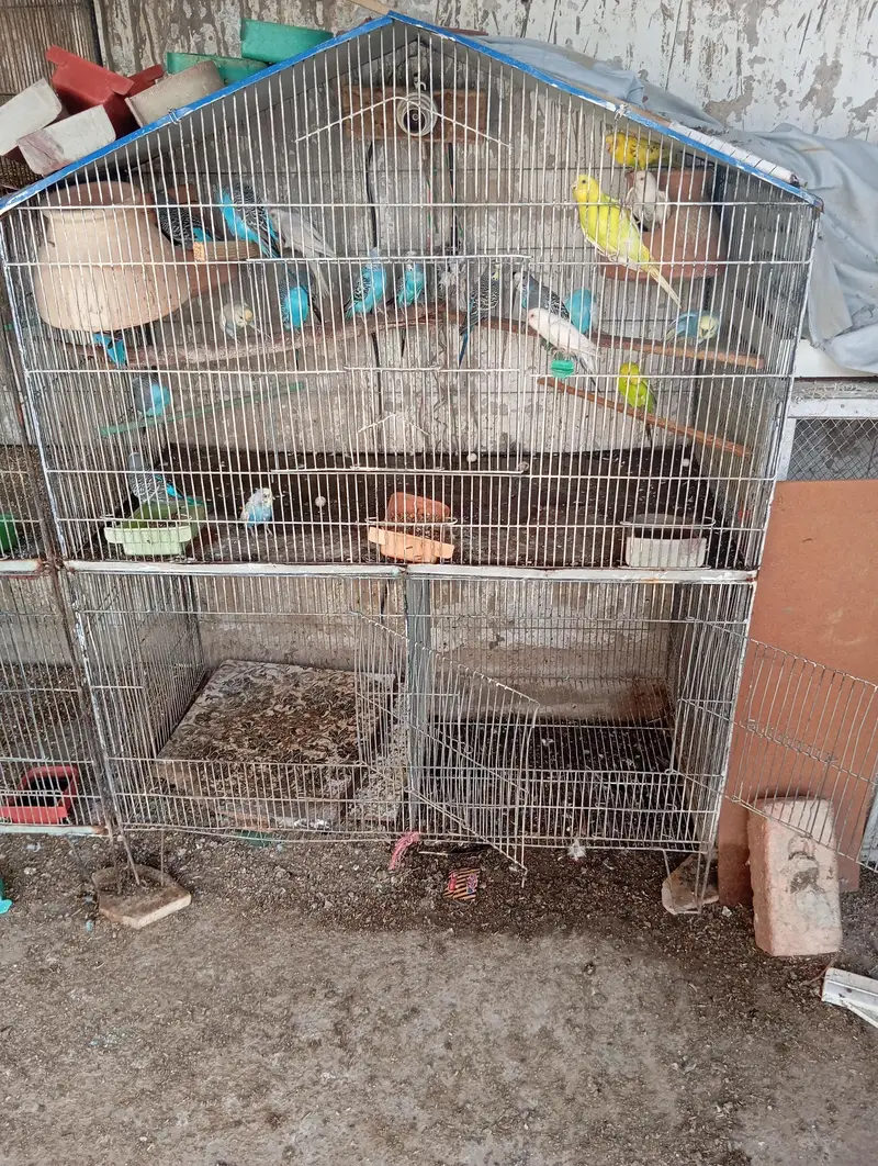 2cage — photo 2