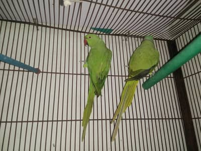 taking parrot pair breeder pair
