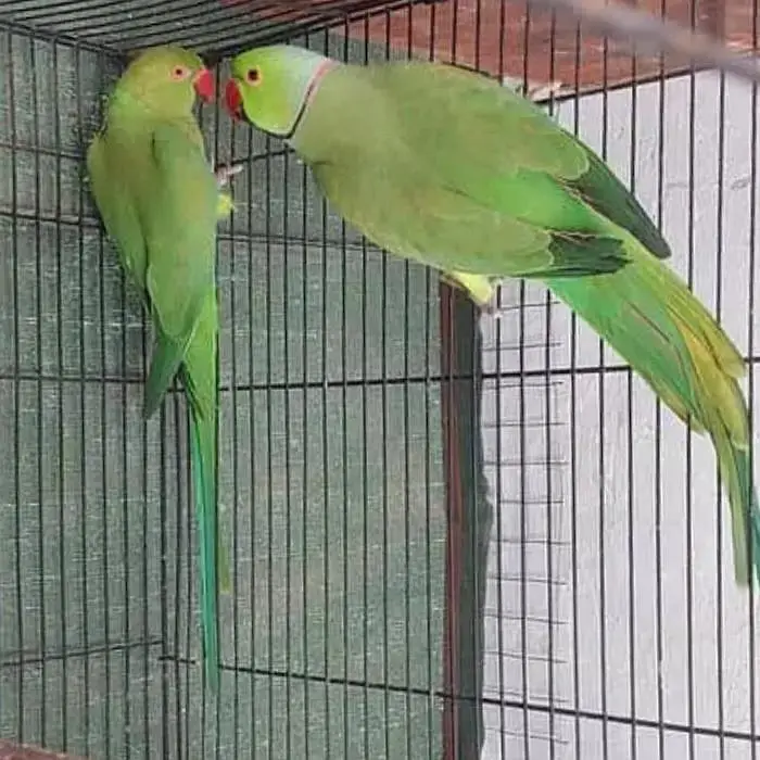 taking parrot pair breeder pair — photo 2