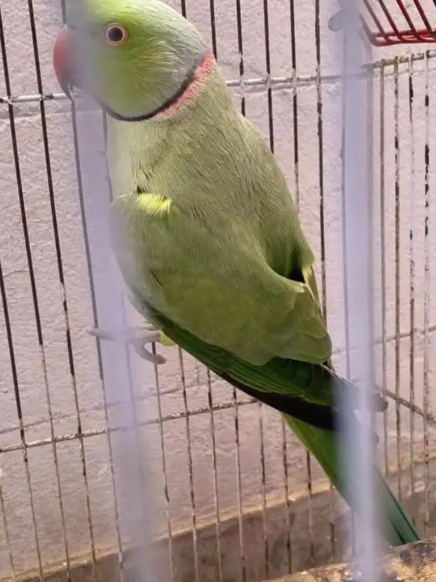 taking parrot pair breeder pair — photo 3