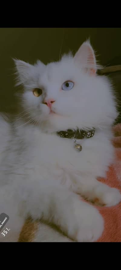 Mailo Bubu