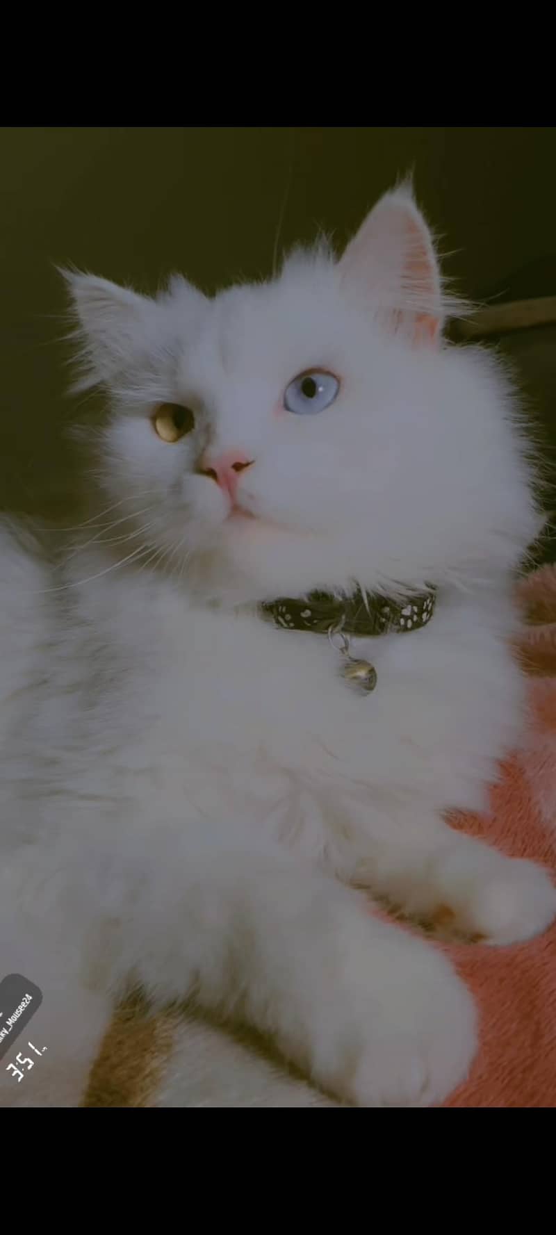 Mailo Bubu 0