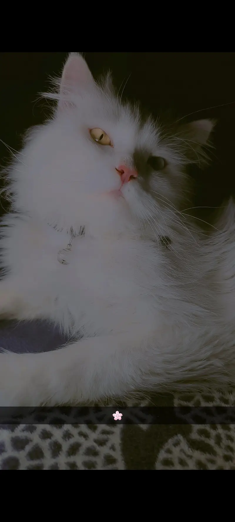 Mailo Bubu — photo 3