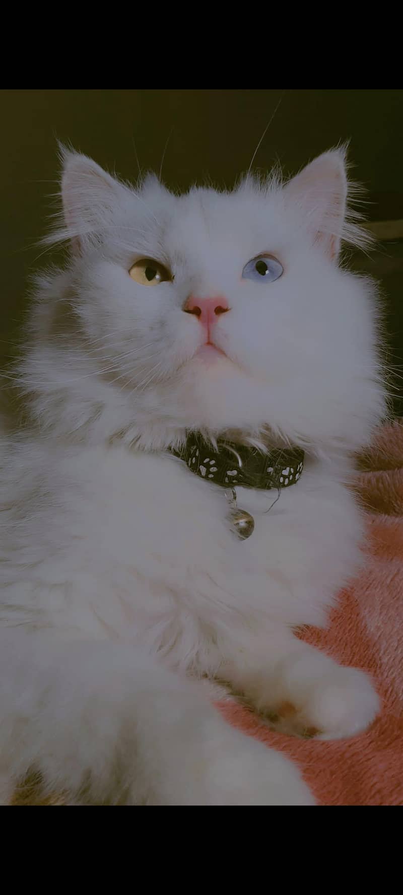 Mailo Bubu 3