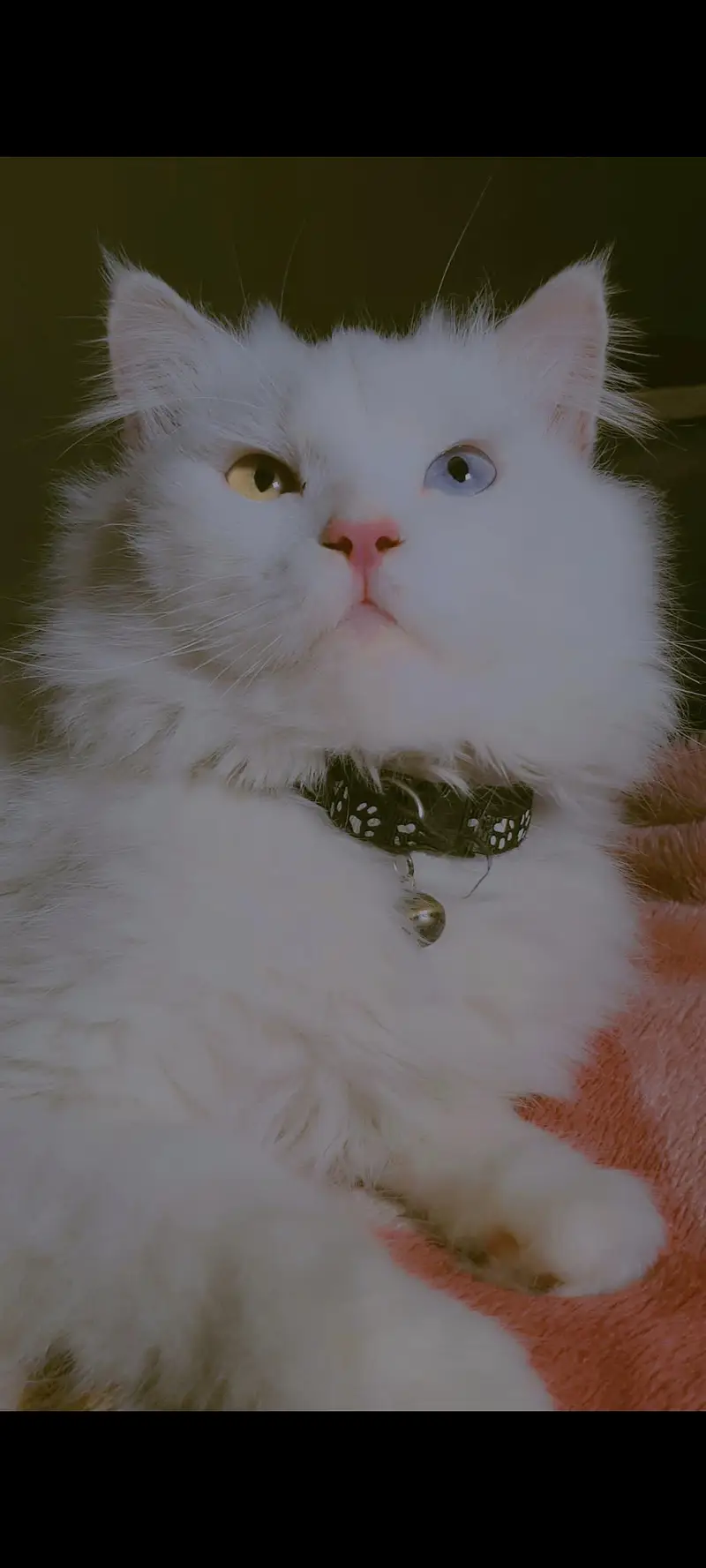 Mailo Bubu — photo 4