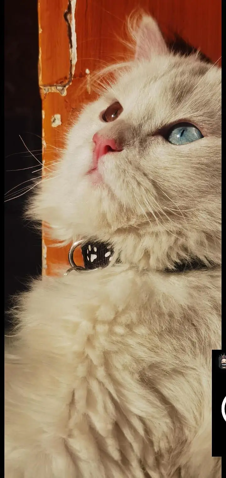 Mailo Bubu — photo 8