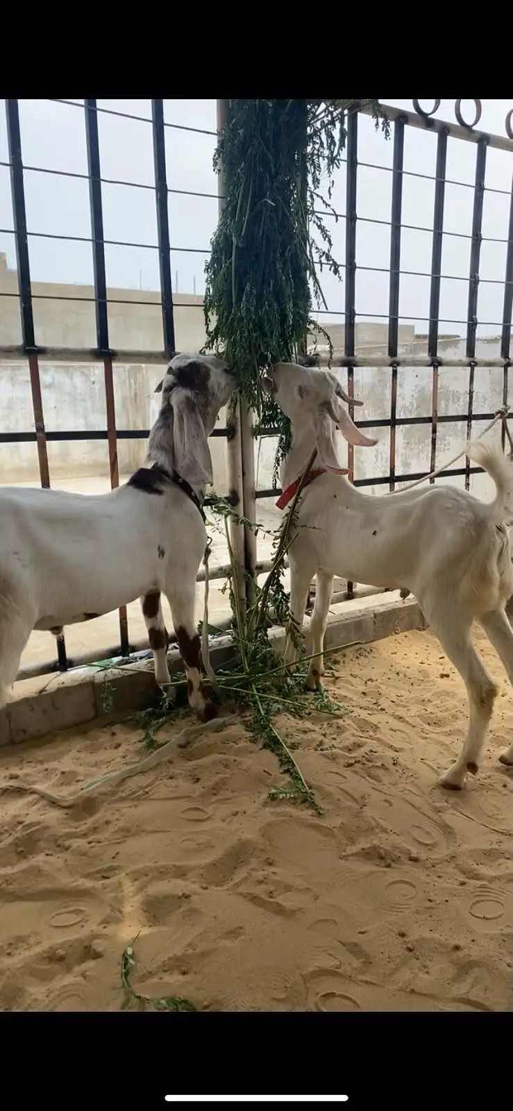 gulabi tapra jori