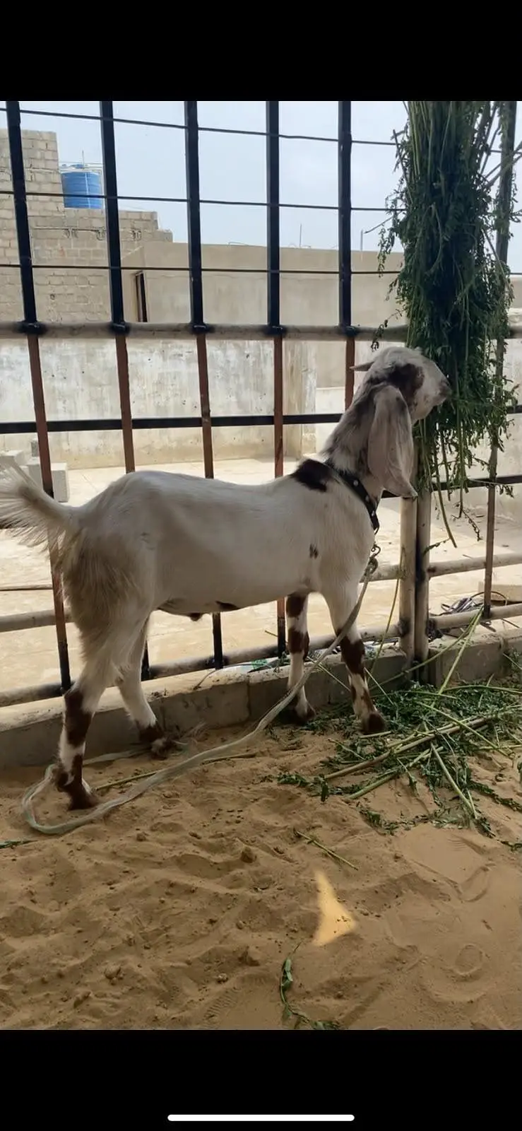gulabi tapra jori — photo 2