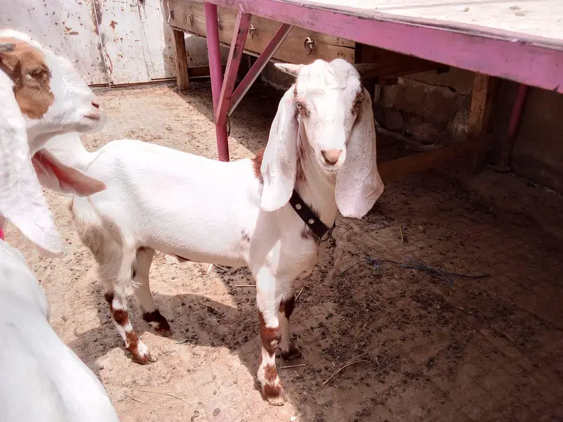 gulabi tapra jori — photo 3