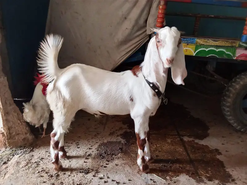 gulabi tapra jori — photo 4
