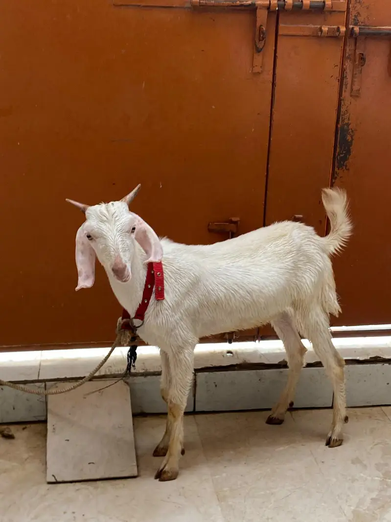 gulabi tapra jori — photo 5