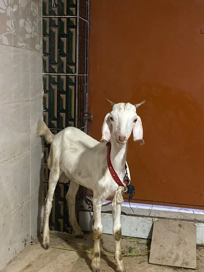 gulabi tapra jori — photo 6