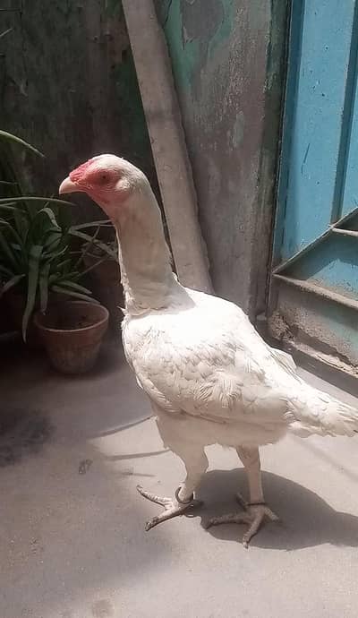 Aseel Heera Murgi/Murghi