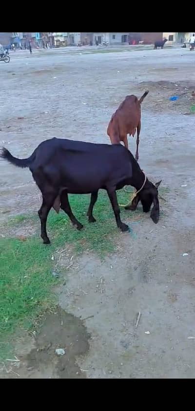 Beetal nasal ki doodh wali bakri