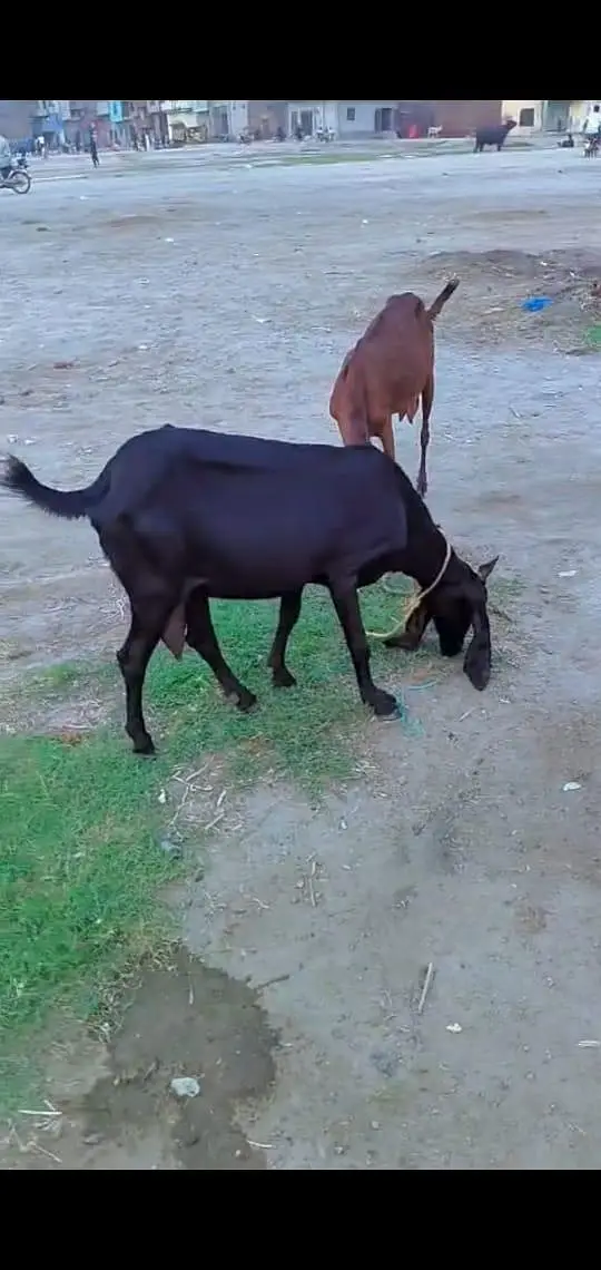 Beetal nasal ki doodh wali bakri